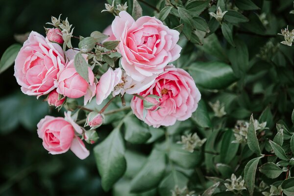 Rosa Rosenblüten blühen in dichten grünen Blättern.